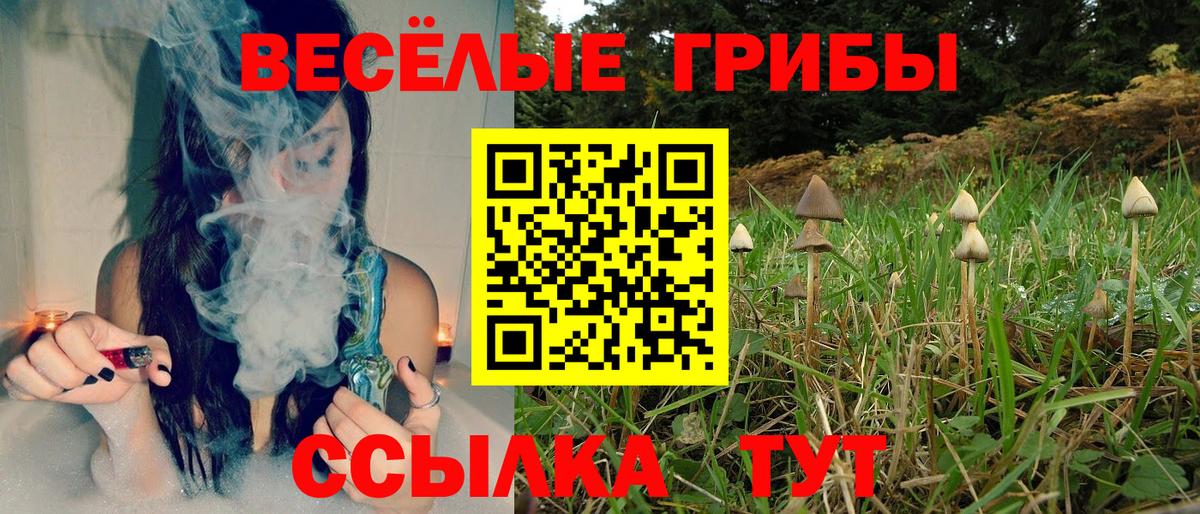 Псилоцибиновые грибы мицелий Сосновый Бор
