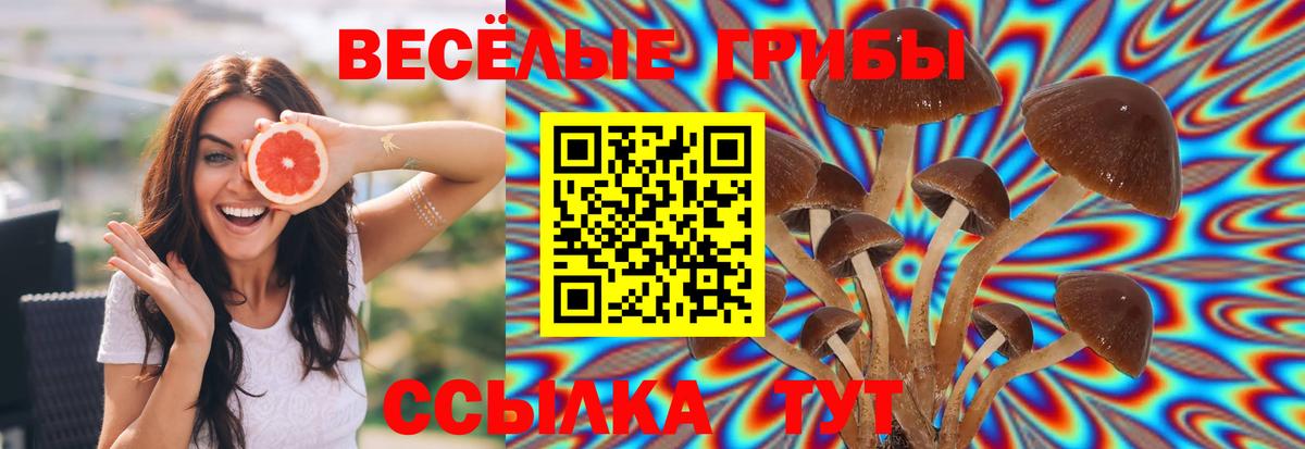 Псилоцибиновые грибы Cubensis  Вход с VPN  Сосновый Бор 